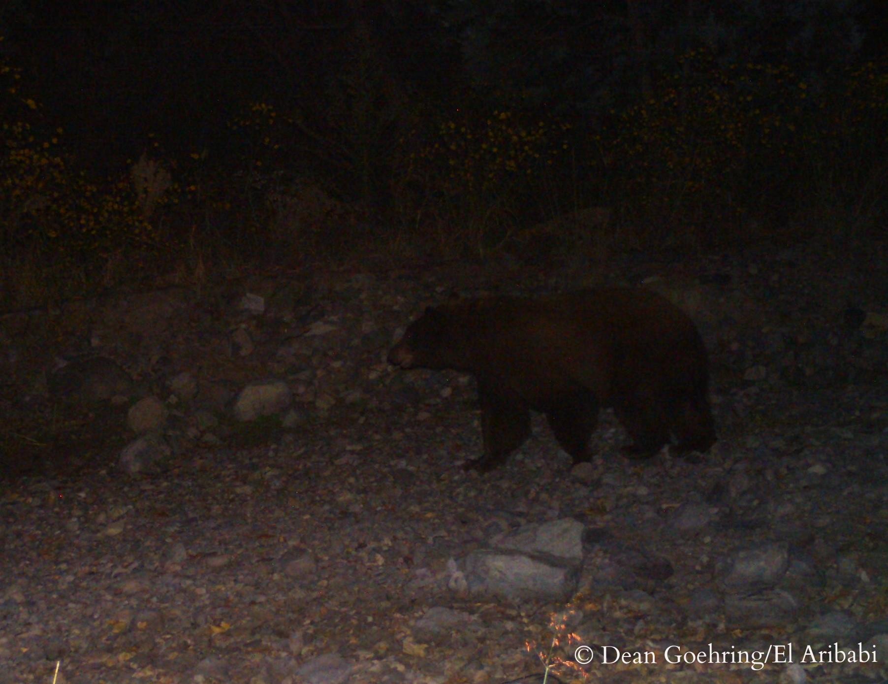 American Balck Bear on trail cam - D . Goehring