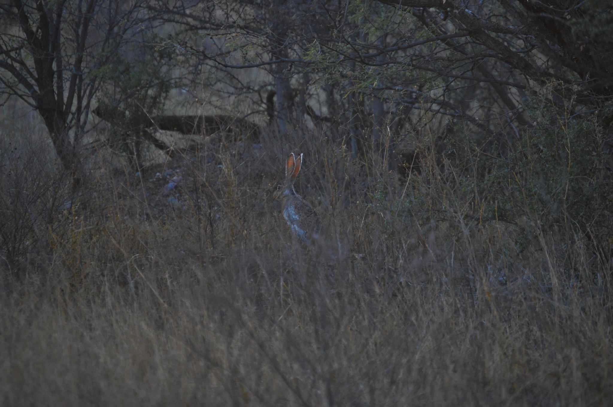 Antelope jackrabbit on trail cam - D. Goehring
