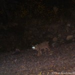 Bobcat on trail cam - D . Goehring