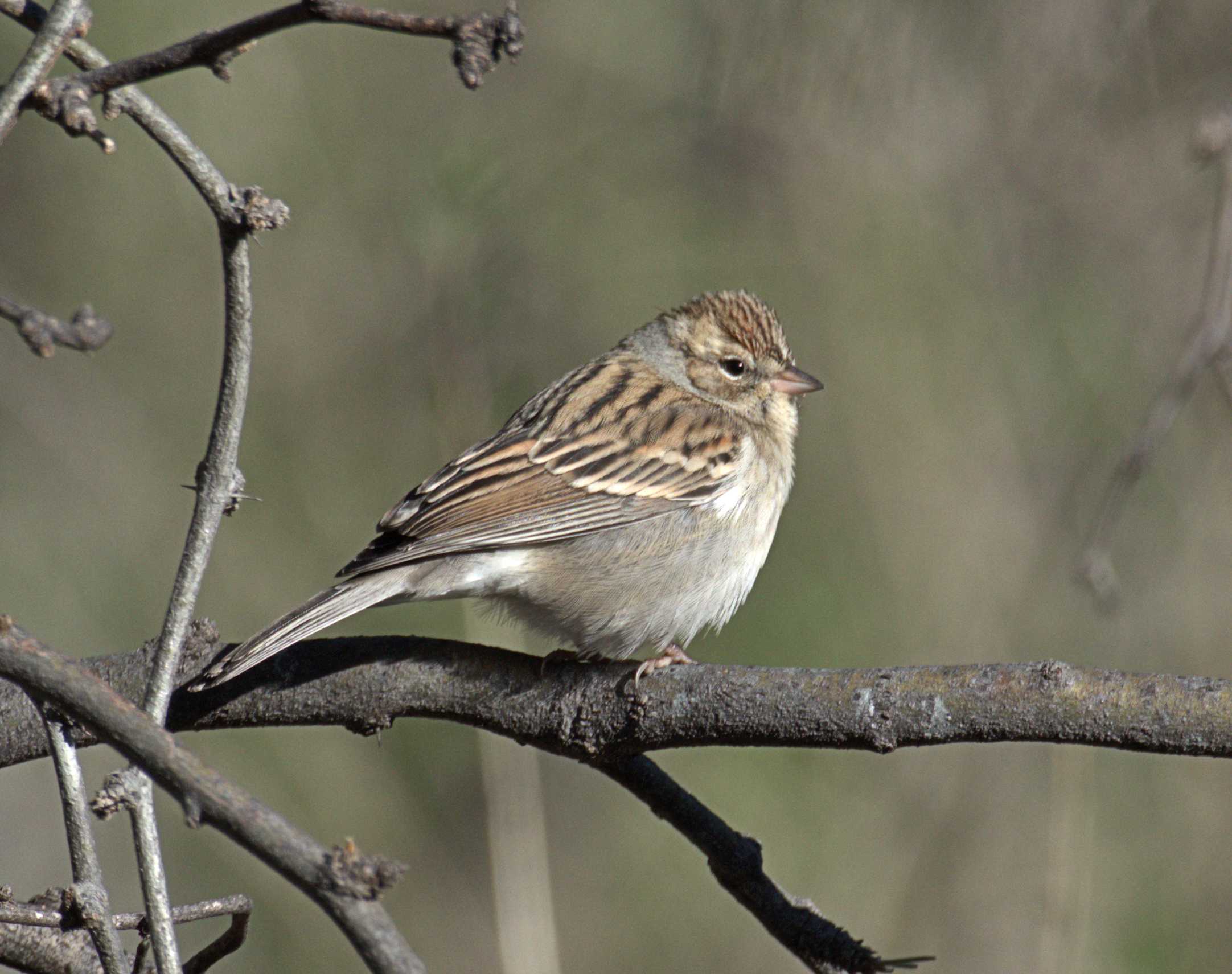 Chipping Sparrow, Rancho El Aribabi, Son E8 - J. Rorabaugh