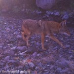 Coyote on trail cam - D. Goehring