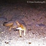 Gray Fox on trail cam - D. Goehring