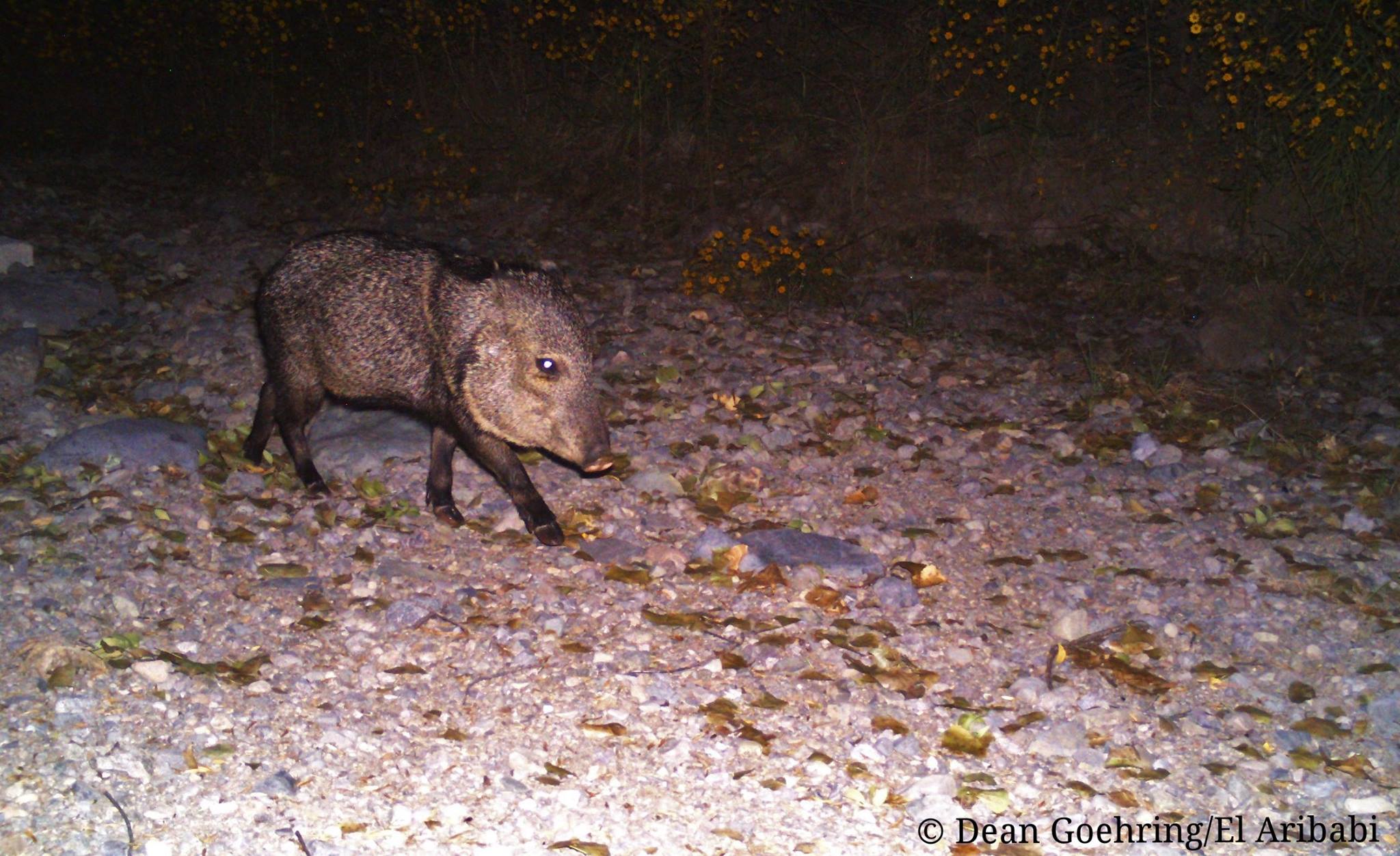 Javelina on trail cam - D. Goehring