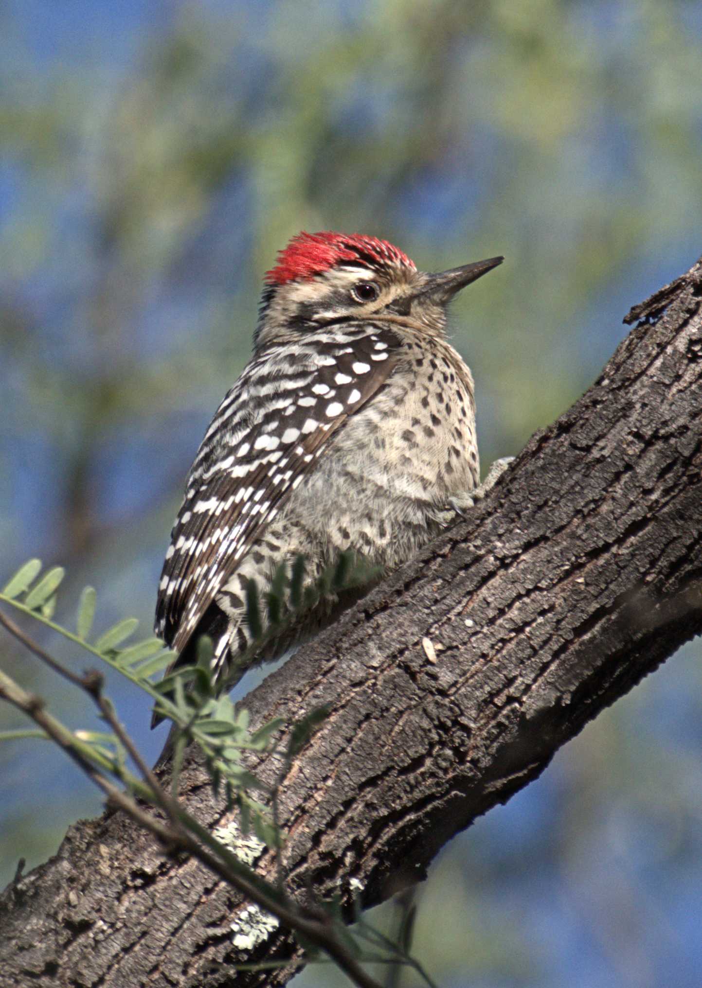 Ladder-backed Woodpecker2, Rancho El Aribabi, Son E7 - J. Rorabaugh