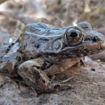 Lowland Leopard Frog, Cienega, Rancho El Aribabi E7 - J. Rorabaugh