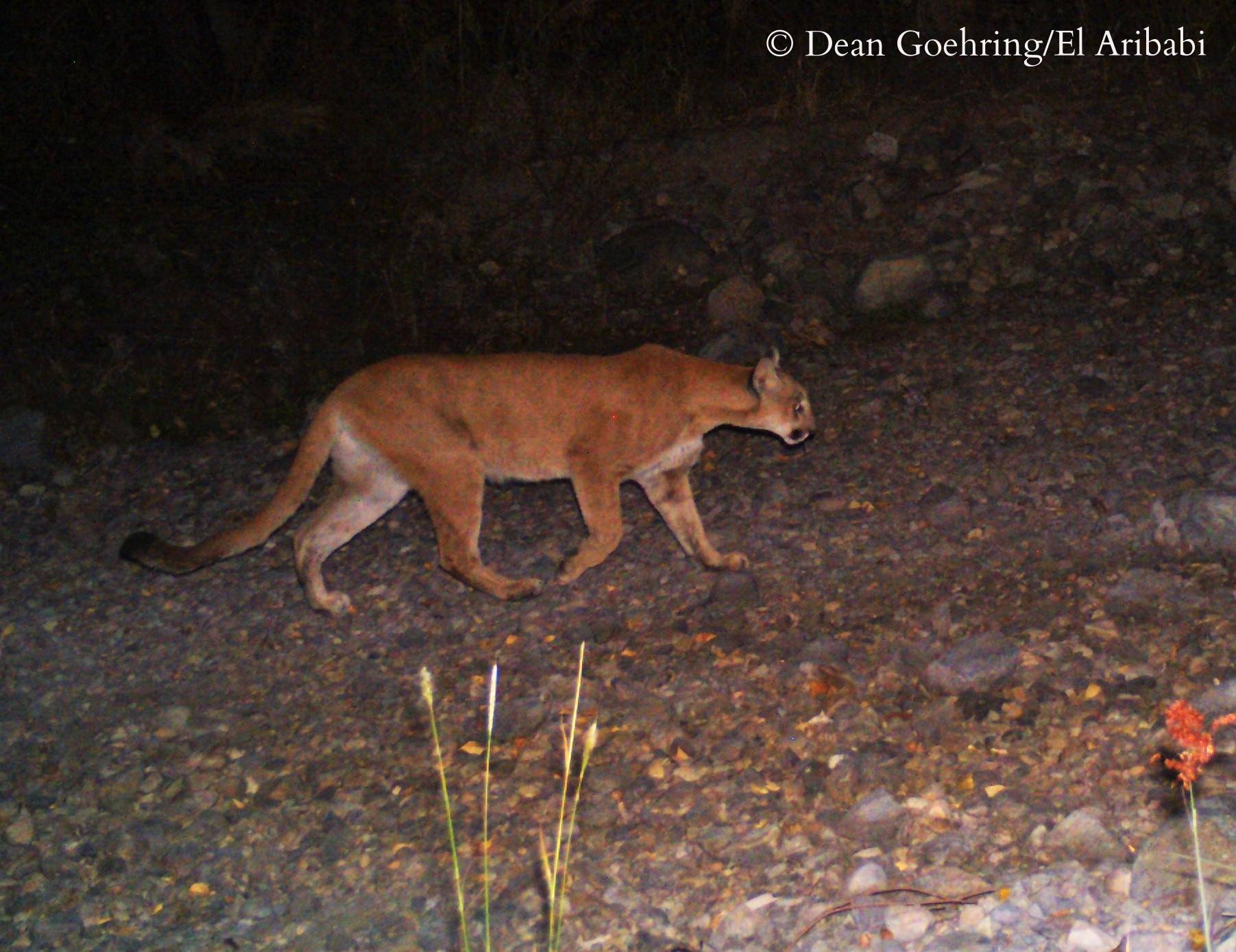 Mountain Lion on Trail cam - D. Goehring