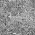 Puma, Cyn Coati Nov 15 E7 Trail cam