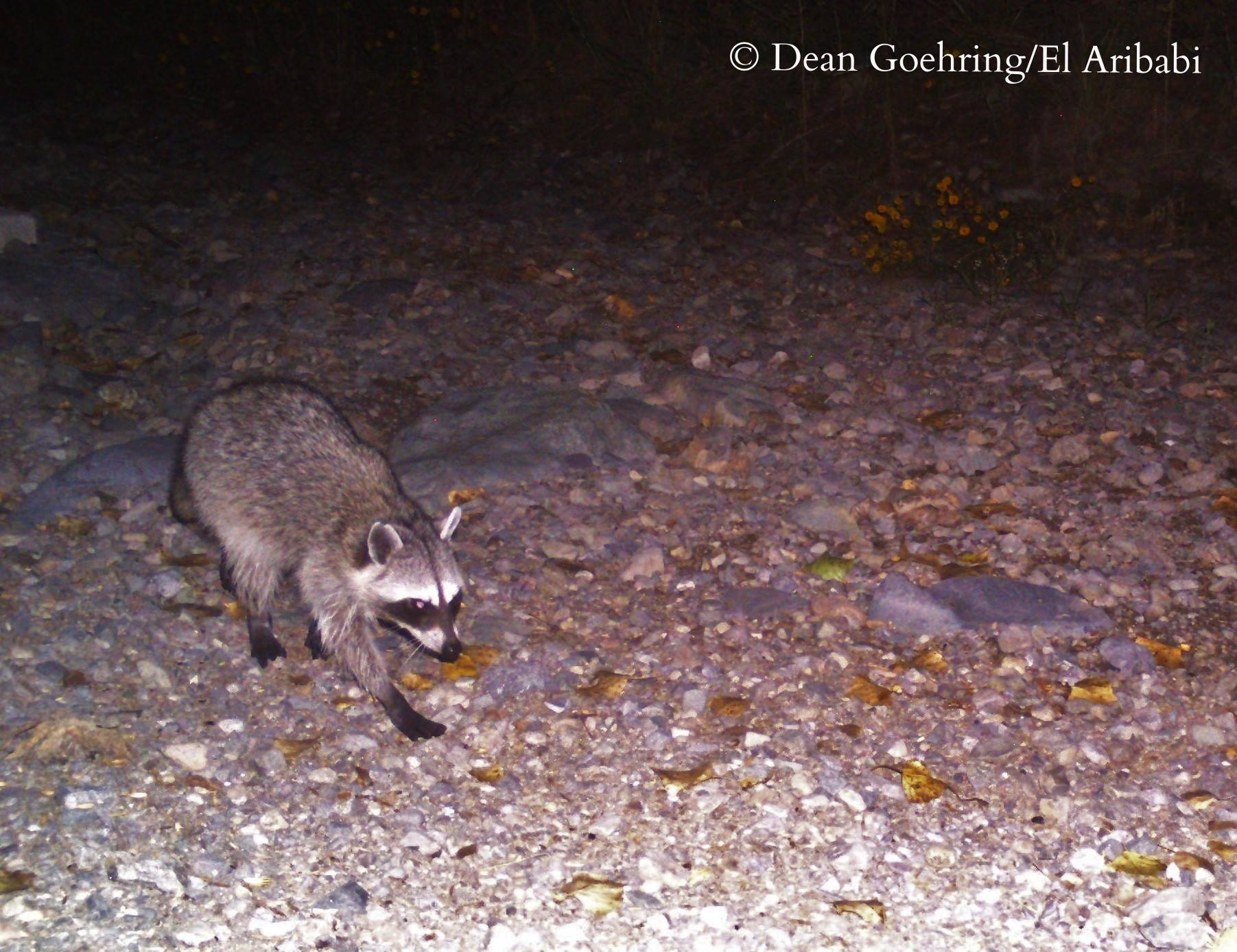 Raccoon on trail cam. - D. Goehring