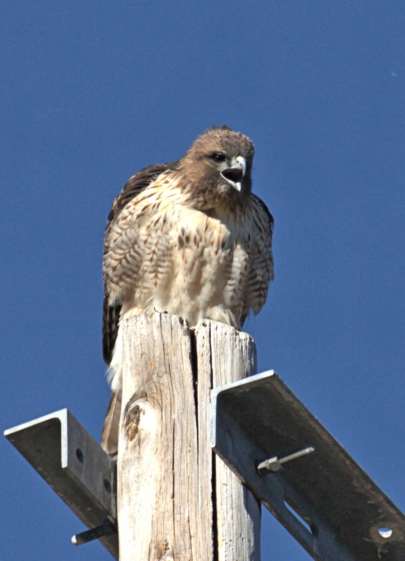 Red-tailed Hawk, Rancho El Aribabi, Son E8 - J. Rorabaugh