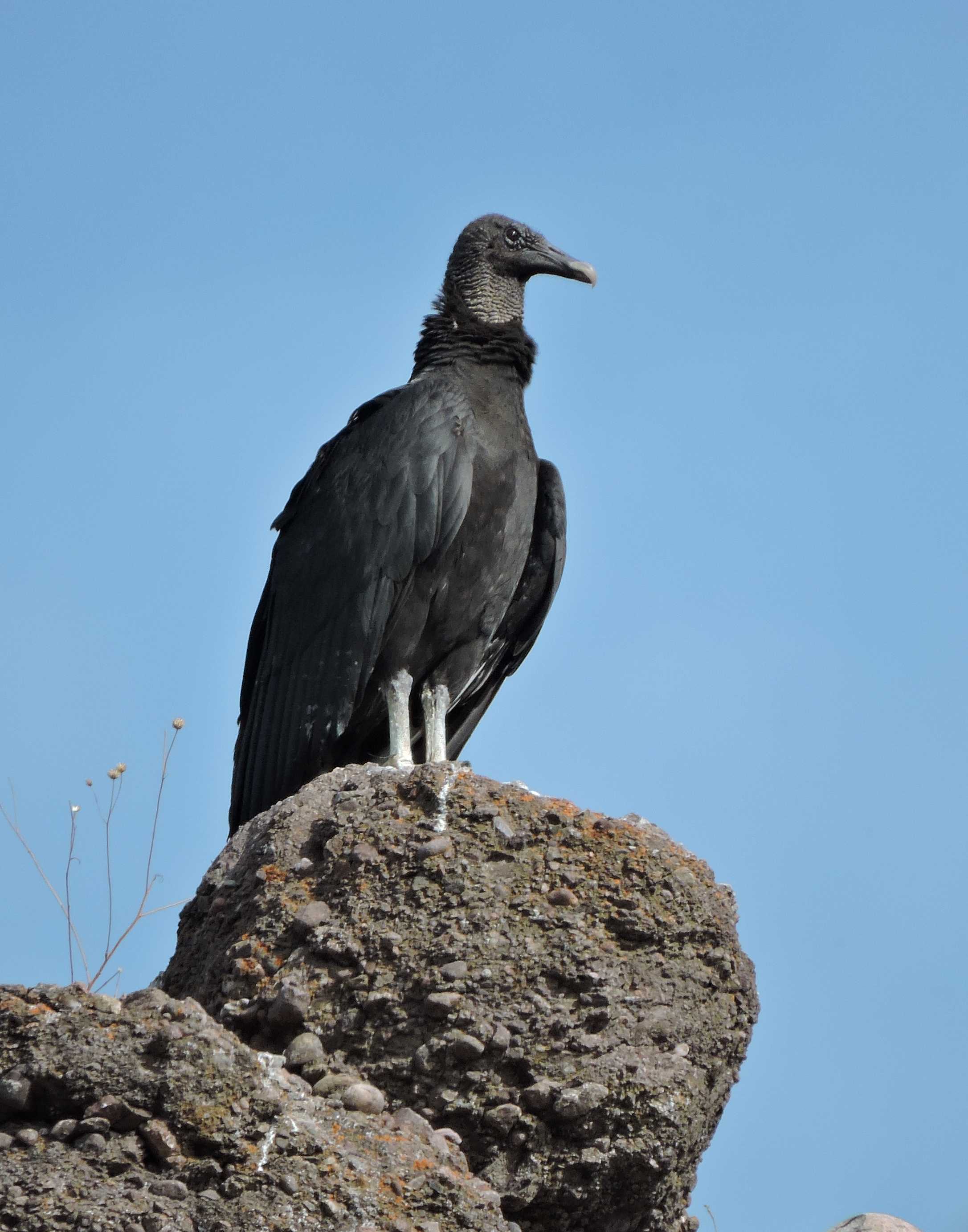 Black Vulture, Rancho El Aribabi - J Rorabaugh - May 2016