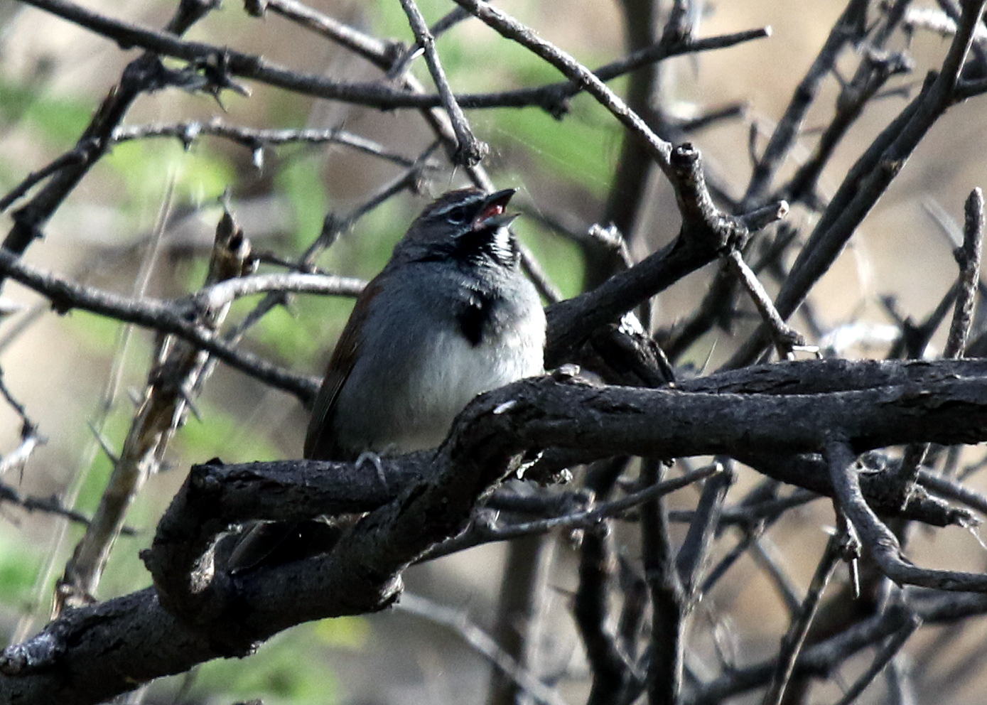 Five stripe sparrow singing - Pete Baum - May 2016