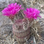 Rainbow Cactus in bloom, Sierra Azul - J. Rorabaugh - May 2016