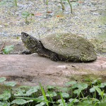 Sonora Mud Turtle basking, Rio Cocospera - J. Rorabaugh - May 2016