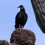 black vulture monitoring the Cocospera - Pete Baum - May 2016