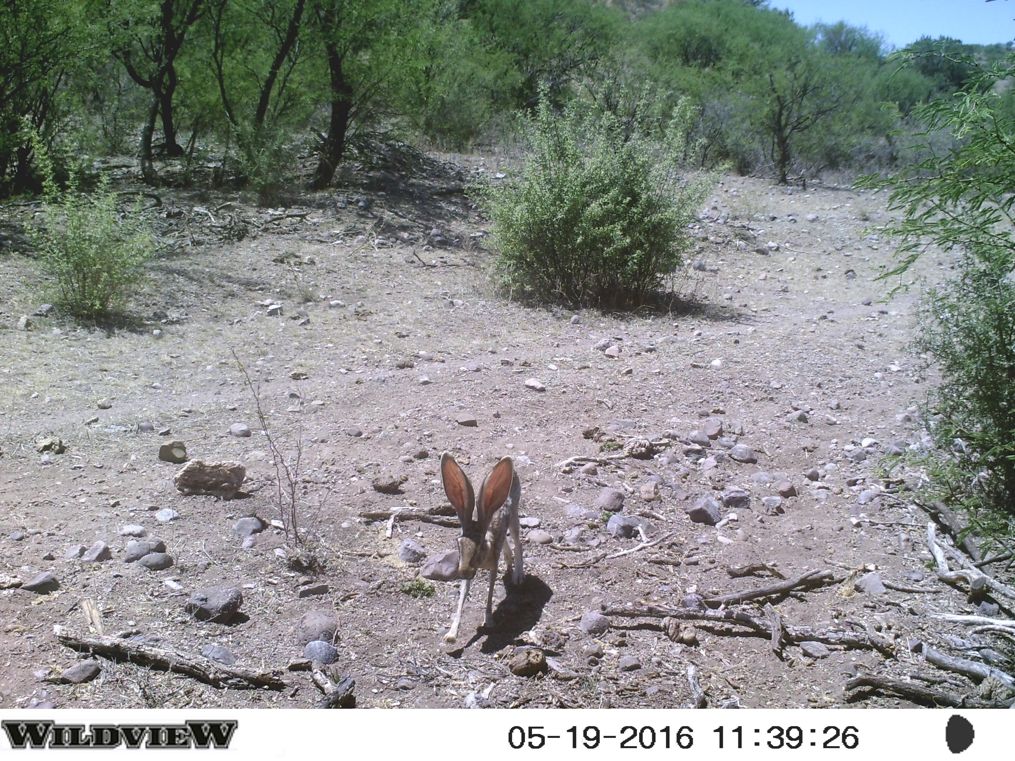 Antelope Jackrabbit, trail into Lagunita Patos - July 2016