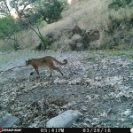 Lion, Las Palomas - July 2016