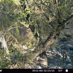 Ocelot, drainage just W of Las Palomas - July 2016