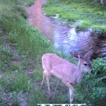 WT Deer, River Cam