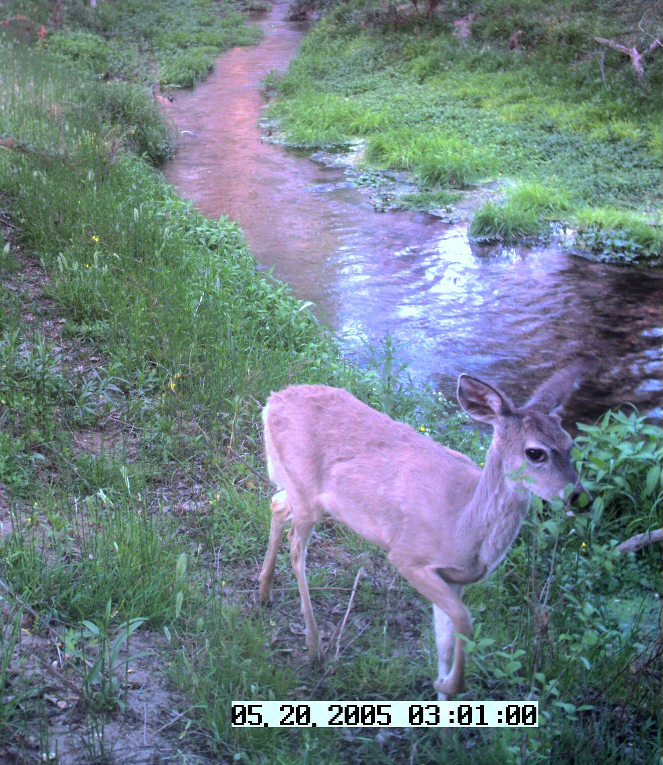 WT Deer, River Cam