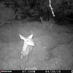 WT Deer, lower river cam