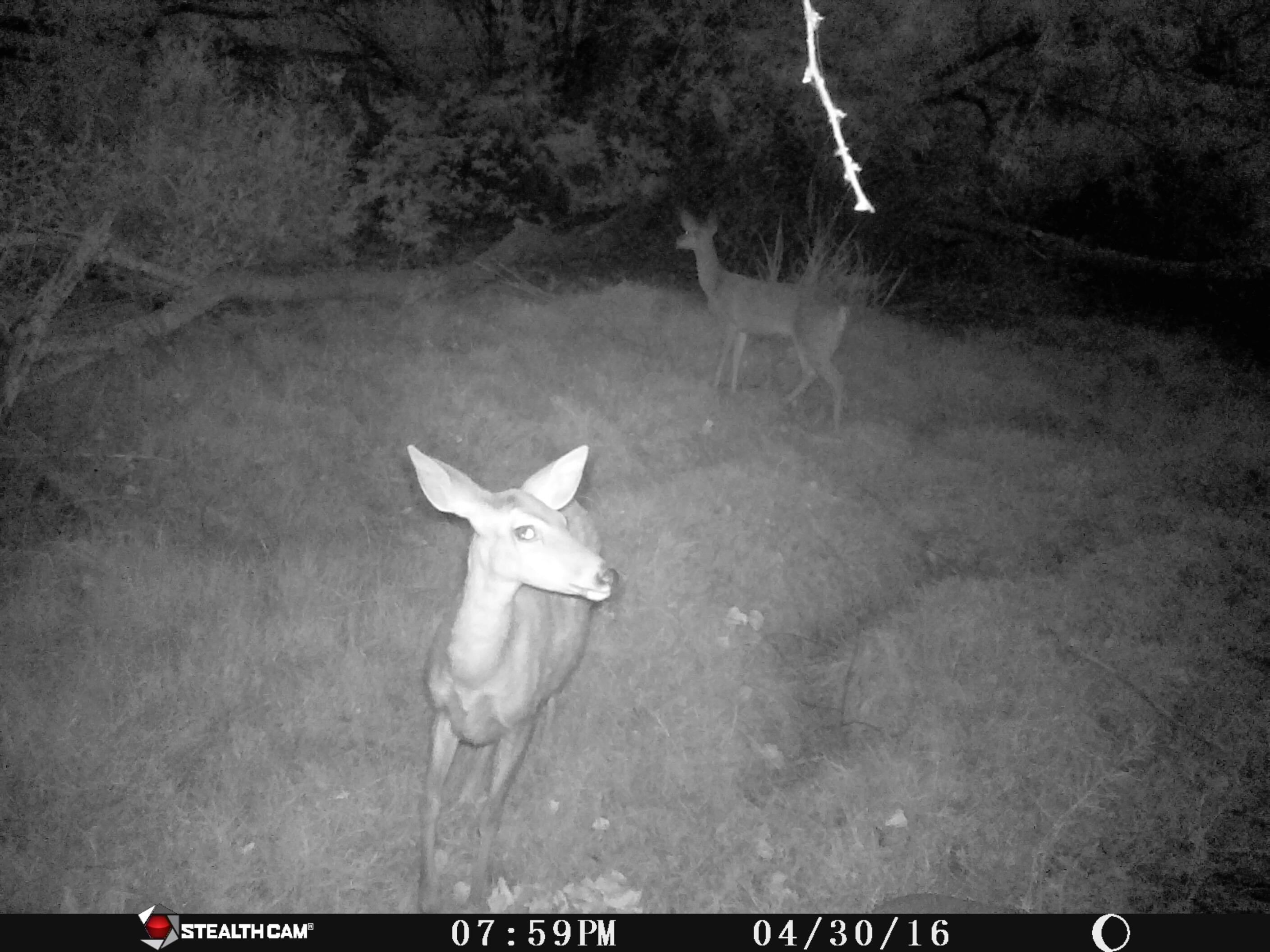 WT Deer, lower river cam